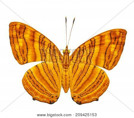 Isolated dorsal view of common maplet (Chersonesia risa ) butterfly on white with clipping path