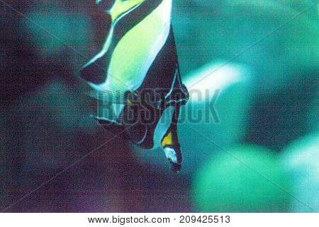Yellow And Black Moorish Idol Fish Zanclus Cornutus