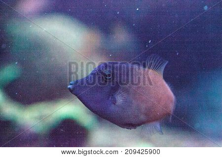 Orangetail Filefish Pervagor Aspricaudus