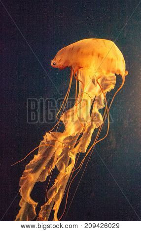 Purple striped jellyfish Chrysaora colorata floats gracefully with its tentacles dangling.