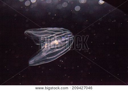 Comb Jelly Phylum Ctenophora