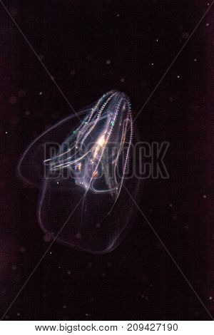 Comb Jelly Phylum Ctenophora