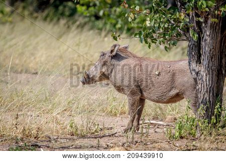 Side Profile Of A Warthog In Hwange.