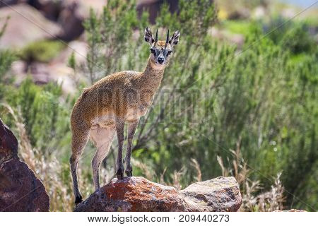 Klipspringer Standing On Rocks.