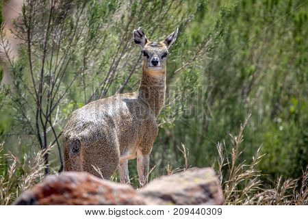 Klipspringer Standing On Rocks.