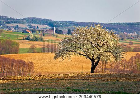 Lonely Blossom Tree In Prigorje Region Of Croatia