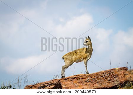 Klipspringer Standing On Rocks.