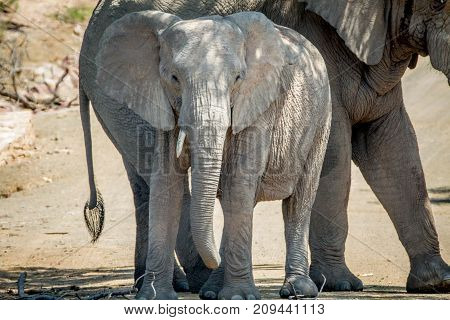Two Elephants Standing Under A Tree In The Shade.