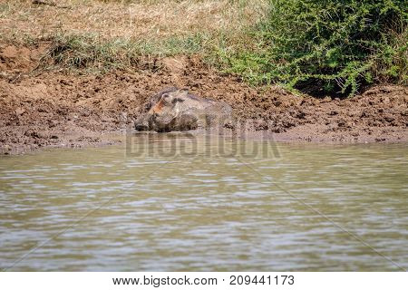 Warthog Taking A Mud Bath At A Water Dam.