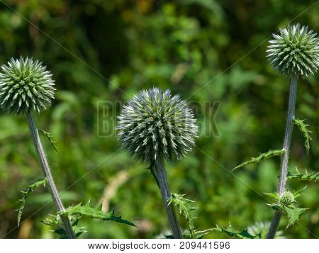 Flower buds of Great globe-thistle or Echinops sphaerocephalus close-up selective focus shallow DOF.