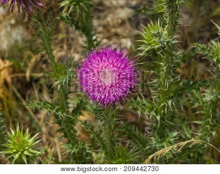 Blooming Thistle or Carduus flowers and buds on stem macro with bokeh background selective focus shallow DOF.