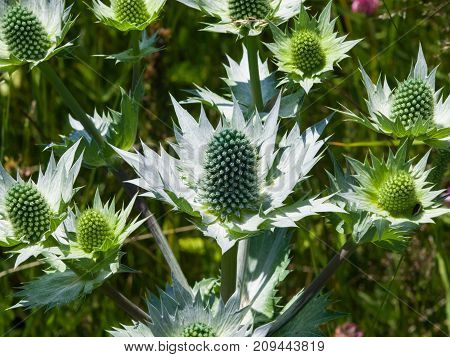 Amethyst Sea Holly or Eryngo flower buds close-up selective focus shallow DOF.