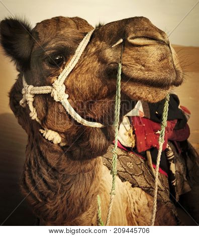 Johnie the Camel in the Thar Desert, Rajasthan, India. 