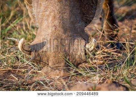 Close Up Of A Warthog Eating.