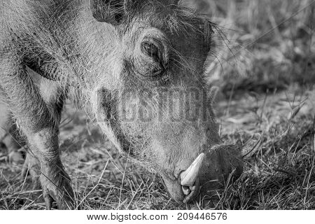 Close Up Of A Warthog Eating.