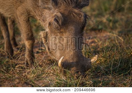 Close Up Of A Warthog Eating.