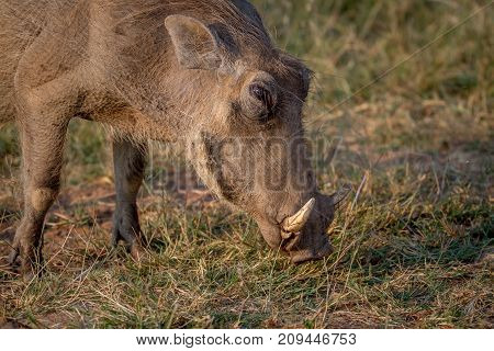 Close Up Of A Warthog Eating.