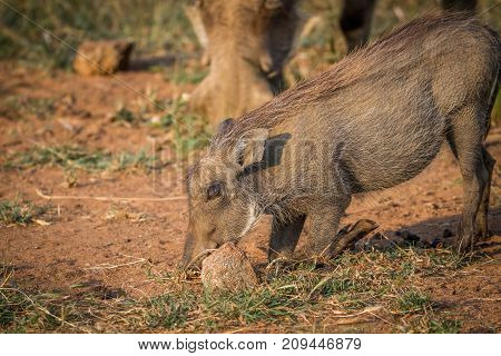 Warthog Eating Grass In Pilanesberg.