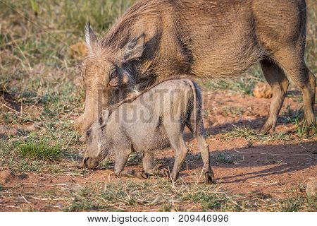 Mother And Baby Warthog Eating Grass.