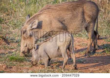 Mother And Baby Warthog Eating Grass.