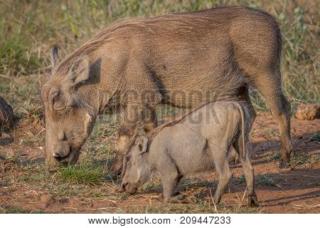 Mother And Baby Warthog Eating Grass.