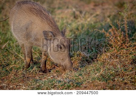 Warthog Eating Grass In Pilanesberg.