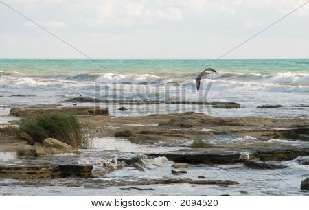 Volo di gabbiano