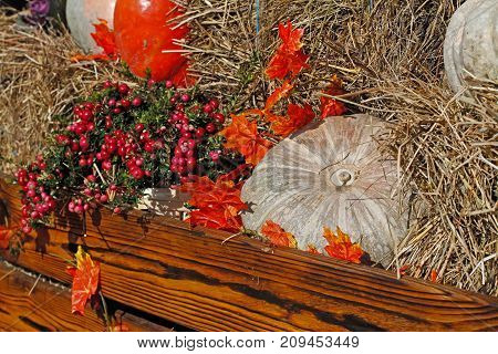 Pumpkins and pink berries of pernettya as autumn decoration at market place