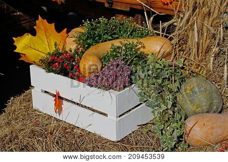 Pumpkins pink berries of pernettya heather in white box as autumn decoration at market place