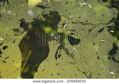 aquatic weed stain floating on water surface in pool