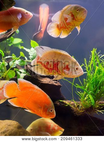 Oscar Fish Many Red Fishes, A Showcase In Beautiful Fish Work