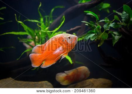 Oscar Fish Many Red Fishes, A Showcase In Beautiful Fish Work