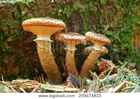 armillaria ostoyae solidipes mushroom cluster in the forest