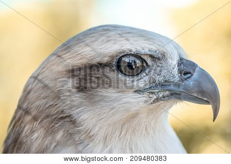 Eyes of a gray eagle close up. Malay, Philippines