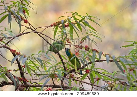 Male and female Golden-naped Barbet bird in green azure blue feeding on Orange wild Rhea tree at Kinabalu Park, endemic to island of Borneo Malaysia (Psilopogon pulcherrimus)