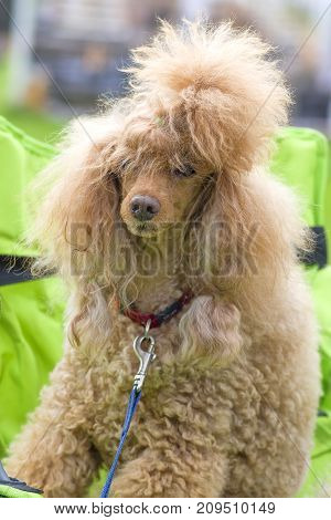 Dog poodle looks at camera, tonsured and combed. Space under the text. 2018 year of the dog in the eastern calendar Concept: parodist dogs, dog friend of man, true friends, rescuers.