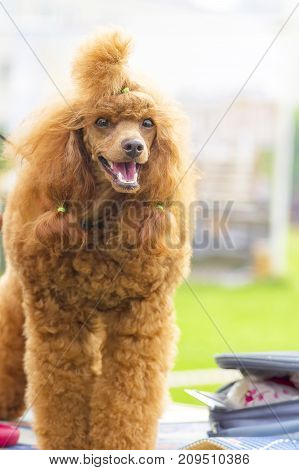 Dog poodle looks at camera, tonsured and combed. Space under the text. 2018 year of the dog in the eastern calendar Concept: parodist dogs, dog friend of man, true friends, rescuers.