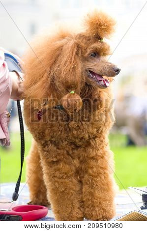 Dog poodle looks at camera, tonsured and combed. Space under the text. 2018 year of the dog in the eastern calendar Concept: parodist dogs, dog friend of man, true friends, rescuers.