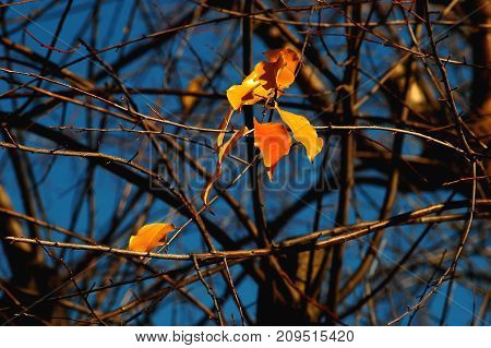 Group Of Red And Yellow Colorful Leaves Of Cherry-bird Tree And Bare Branches On The Background Of D