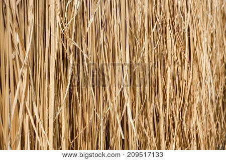 yellow hay wall texture background natural objetct.