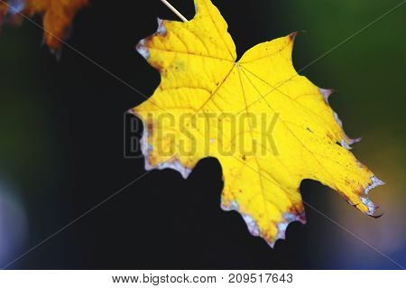 Golden maple leaves close-up on the dark background with colorful glares at the evening. Selective soft focus, bokeh.