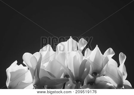 Flower petals in black and white high contrast.