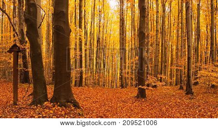 Trees and leaves in the autumn forest.