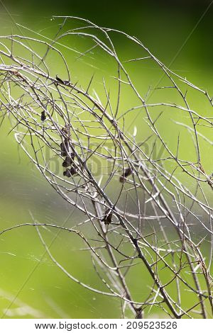 dry thorn in nature . In the park in nature