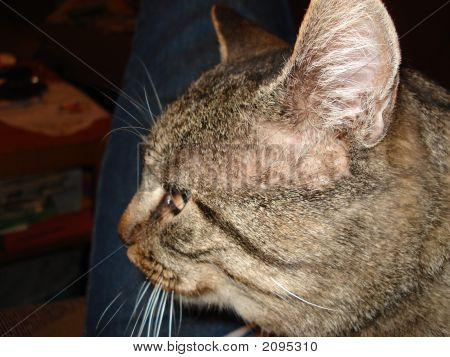 Kat