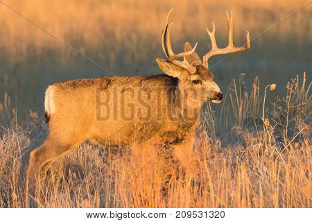 Mule Deer buck on the Colorado Prairie lit by the rising sun.