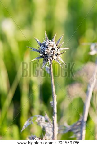 dry thorn in nature . In the park in nature
