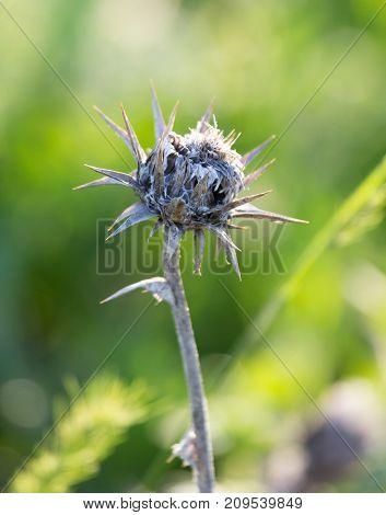 dry thorn in nature . In the park in nature