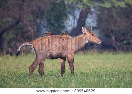 Male Nilgai (boselaphus Tragocamelus) With Brahmini Mynas Sitting On Him In Keoladeo National Park,