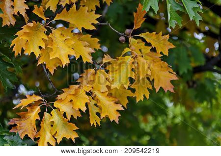 Natural background of autumnal leaves in Vrabnitsa district, Sofia, Bulgaria
